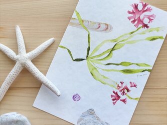 海がくれたもの vol.5　〜海藻押し葉と貝のカードの画像
