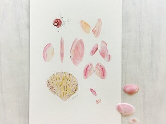 海がくれたもの　〜桜貝のかたちの画像