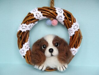 キャバリア　リース　犬の画像