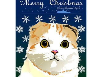 ポストカード 湘南Catsのクリスマス　①　ｽｺﾃｨｼｭﾌｫｰﾙﾄﾞの画像