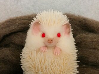 ハリネズミ  アルビノの画像
