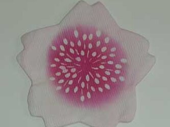 さくら花（コースター）の画像