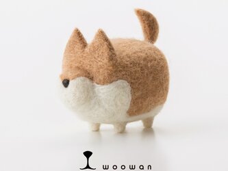 woowan【shiba】の画像