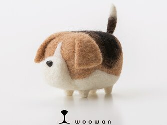 woowan【beagle】の画像