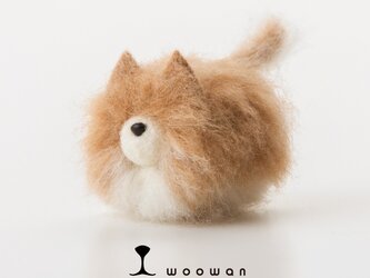 woowan【pomeranian】の画像