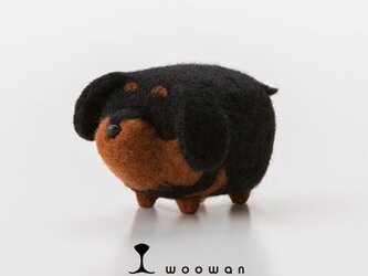 woowan【dachshund】の画像