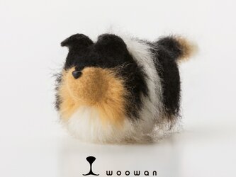 woowan【collie】の画像