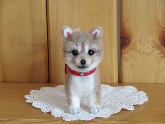 柴犬 　子犬の画像