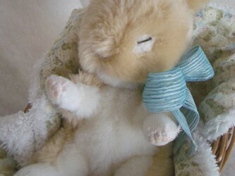 ウサギの赤ちゃんの画像