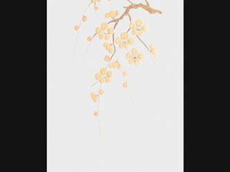 梅の画像
