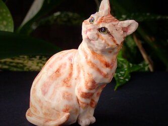 にゃあに！　アメリカンショートヘヤーの画像