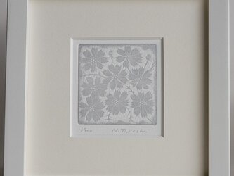 コスモス（2016A）/銅版画 (額あり）の画像
