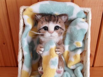 ほんのり癒しの子猫ちゃん　の画像