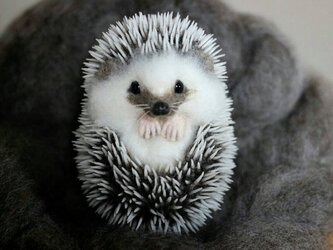 ハリネズミ　ウニポーズの画像