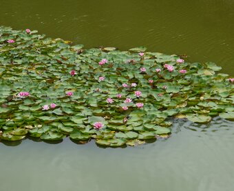 ラベンダー、白いリボンのパニエ | iichi 日々の暮らしを心地よくする