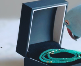 エイシャ ニューヨーク