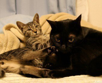 Vivi & Hana～黒猫ヴィヴィと虎猫はな～ プロフィール | iichi 日々の