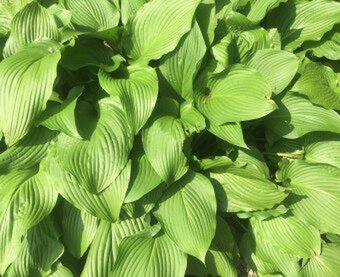 きゃぺきゃぺasako