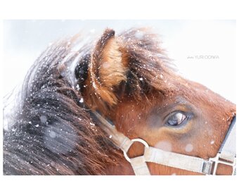 YURI OOIWA photography