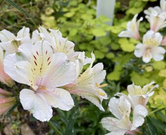 Fleurs des champs