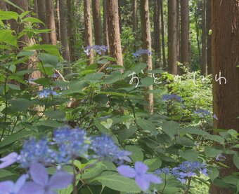 音の庭 ~dried flower    野草とお花
