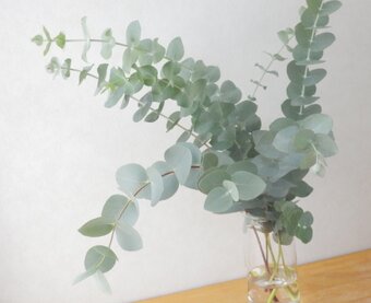 ユーカリプタス・ショップ