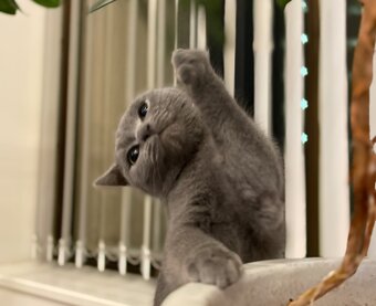 タンコブサイクル