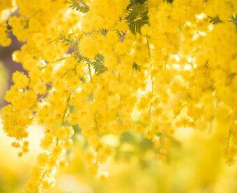 knitting accessories mimosa