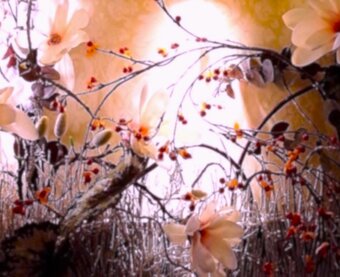 君思い、花は微笑む