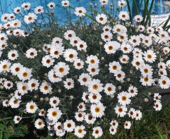 小ぶりな着物日傘（相模工房）