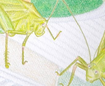 はたおりむし工房