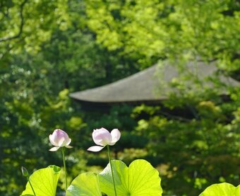 小野　蓮月　rengetsu ono　