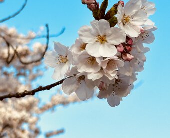 GreenLeaves＊緑の葉