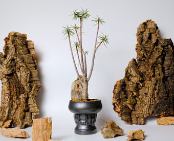 ライジン ピナコテカ