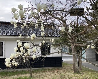 帯*布㐂田(ふきた)