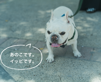 ブヒッシュ・トウキョウ