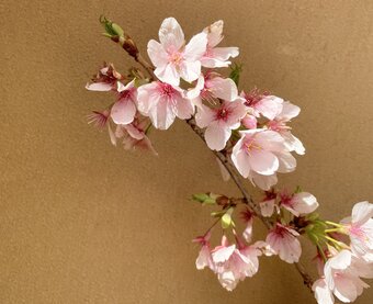 Maika Handworks
