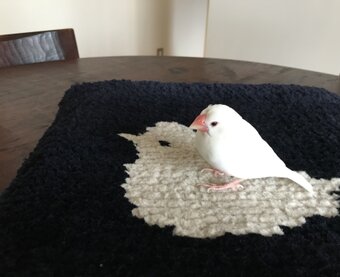 工房コトリと