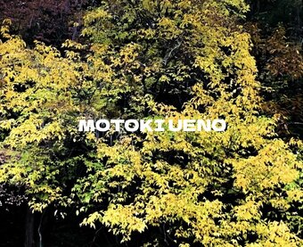 MOTOKI UENO