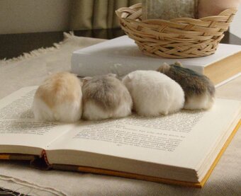 Hamster Country｜ハムスターカントリー