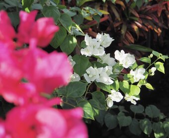 SEKAR SANDAT（スカール サンダット）