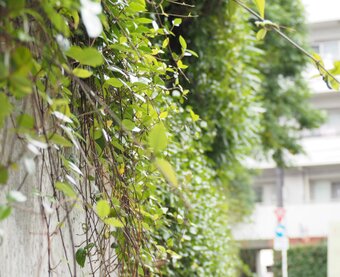 翠の匣庭-ﾐﾄﾞﾘのﾊｺﾆﾜ-