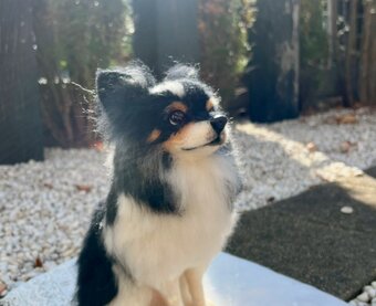 embellir-atsuka羊毛造形