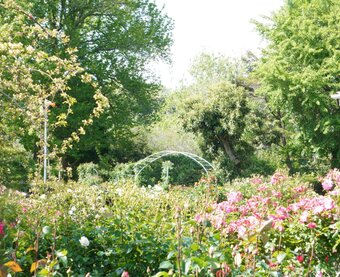 Atelier Herren flower