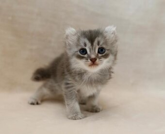 猫おじさんのデカパン屋