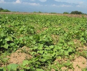 すこやかなわ農園