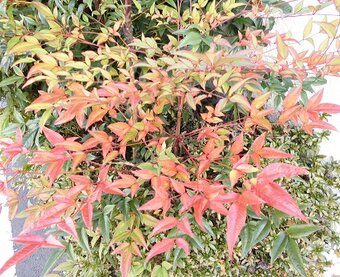 ギャラリー四季彩