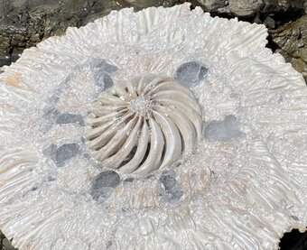 MIRACLE EGGS - Naoko Ohtani