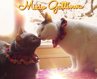 Micio Gattino