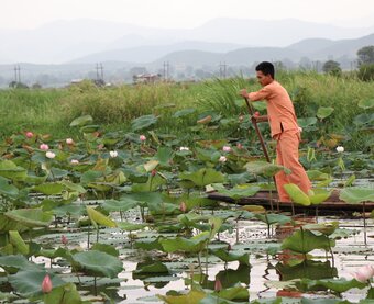 Lotus Myanmar